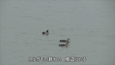 藤前干潟のキンクロハジロの様子