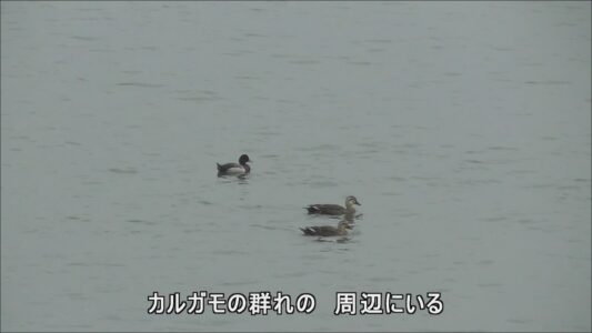 藤前干潟のキンクロハジロの様子