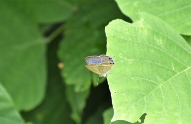 ウラナミシジミ