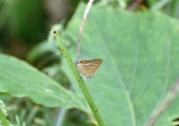 ウラナミシジミ