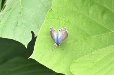 ウラナミシジミ