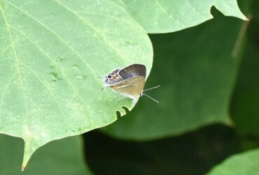 ウラナミシジミ