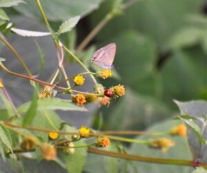 センダングサを吸蜜する