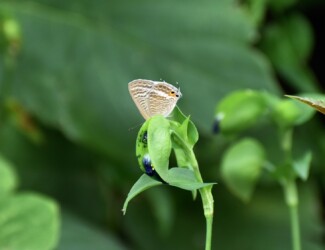 ツユクサを吸蜜する