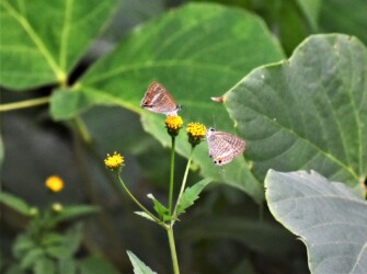 センダングサを吸蜜する
