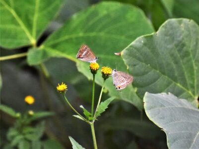 センダングサを吸蜜する