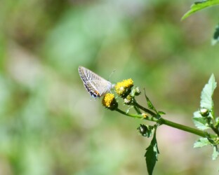 センダングサを吸蜜する