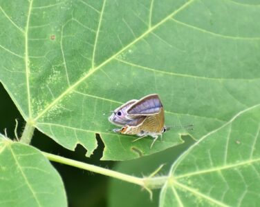 翅が異常のウラナミシジミ