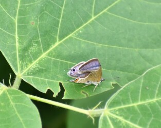 翅が異常のウラナミシジミ
