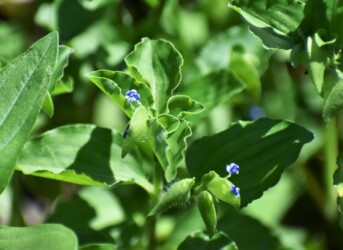 マルバツユクサか?