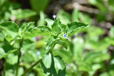 マルバツユクサか?