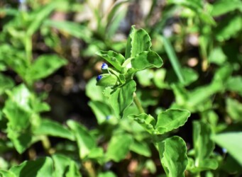 マルバツユクサか?