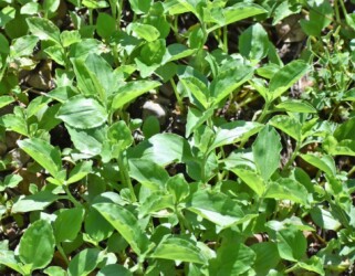 マルバツユクサか?