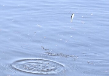 川の水面を跳ねるボラ