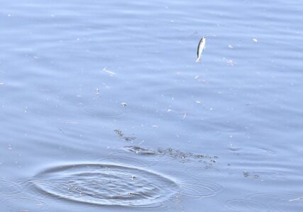 川の水面を跳ねるボラ