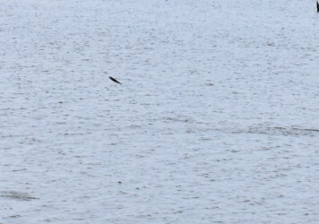 川の水面を跳ねるボラ