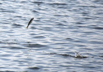 川の水面を跳ねるボラ