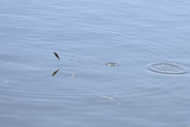 川の水面を跳ねるボラ
