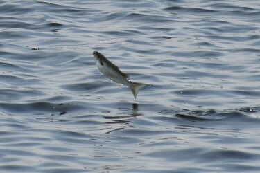 川の水面を跳ねるボラ