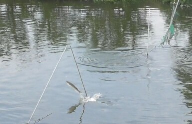 水中のネットを飛び越えるボラ