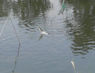 水中のネットを飛び越えるボラ