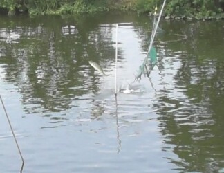 水中のネットを飛び越えるボラ