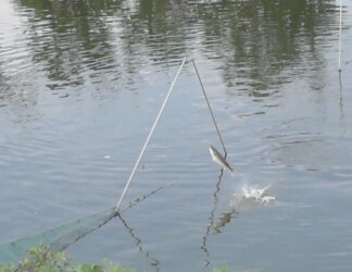 水中のネットを飛び越えるボラ