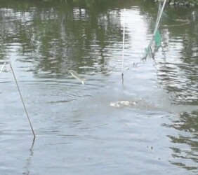 水中のネットを飛び越えるボラ