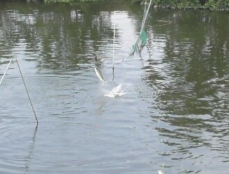 水中のネットを飛び越えるボラ