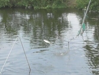 水中のネットを飛び越えるボラ