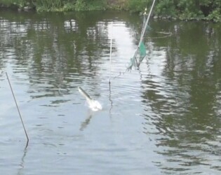 水中のネットを飛び越えるボラ