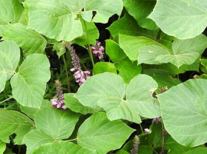 クズの葉と花