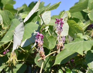 マメができてきた