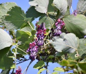 マメができてきた