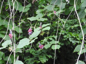 ツルに咲くクズの花