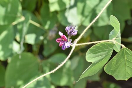 ツルに咲くクズの花