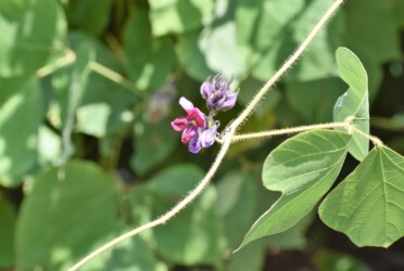 ツルに咲くクズの花