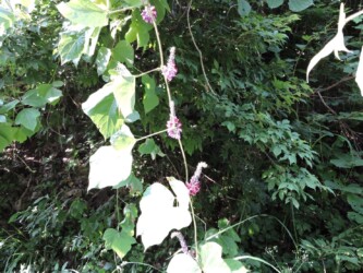 ツルに咲くクズの花