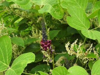 ツルに咲くクズの花