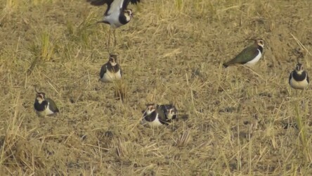 休憩中のタゲリ