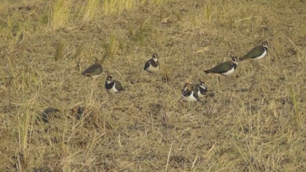 休憩中のタゲリ
