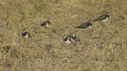 休憩中のタゲリ