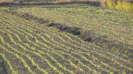 寝る体勢のタゲリ