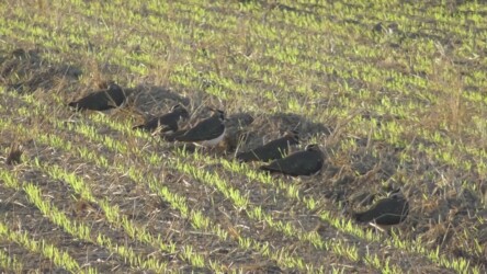 寝る体勢のタゲリ