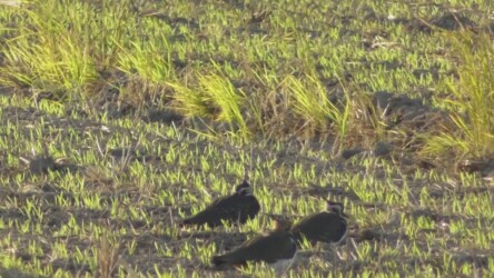 寝る体勢のタゲリ