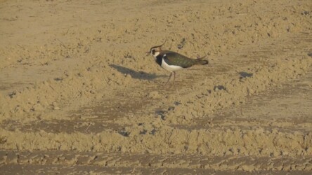 餌を探すタゲリ