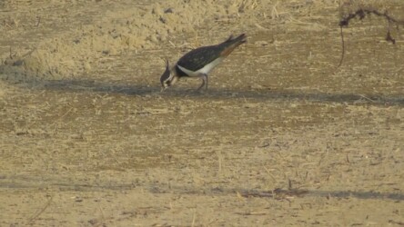 餌を探すタゲリ