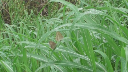 メスに迫るオス