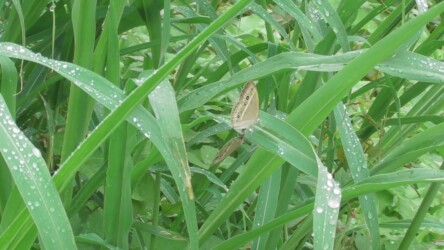 交尾中のヒメジャノメ