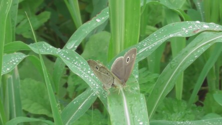 交尾中のヒメジャノメ